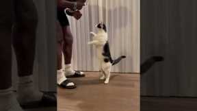 Intelligent Cat Knows All Tricks || PETASTIC 🐾