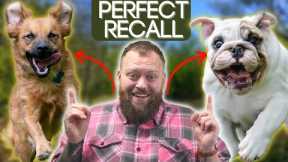 Dog Training Perfect Recall! Have Your Dog Come To You Every Time