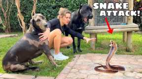 VENOMOUS SNAKE ATTACKS MY ANIMALS!