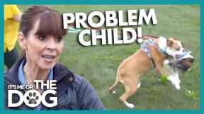 Fights Between These Boxers Make Walks IMPOSSIBLE! | It's Me or the Dog