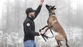 THE BELGIAN MALINOIS - HOW TO TRAIN YOUR PUPPY