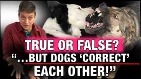 Is THIS The Most Controversial Belief in Dog Training? ￼