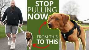 Best Trick To Stop Your Dog Pulling On The Leash