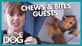Naughty Dachshund Bites and Chews Guests! | It's Me or The Dog