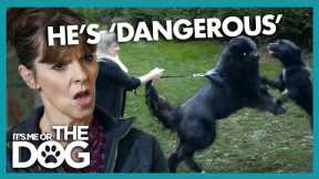 Owner’s Can’t Handle this 75kg Dog on Walks! | It's Me Or The Dog