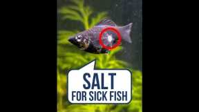 Got Sick Fish? Use Salt 🧂