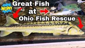 AWESOME FISH AT OHIO FISH RESCUE IN  HUGE TANKS