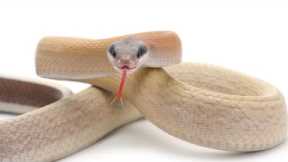 Snakes as Pets: the Main Pros and Cons
