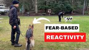 How to Fix FEAR REACTIVITY in Dogs