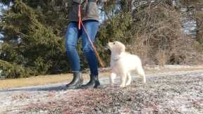 Puppy training with Keeper (Golden Retriever)episode 5 (how to teach a puppy not to pull on a leash)