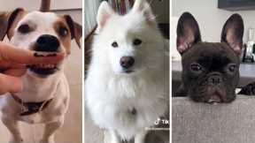 Best Dog Videos Ever!! 🐶 (Funny DOGS Compilation) 🐶