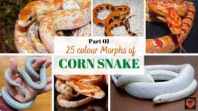 25 Common Colour Morphs of Corn Snake - Part  1 @PhoenixExoticPets