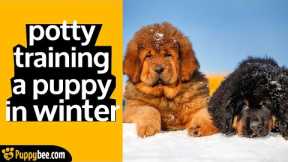How to Potty Train your Puppy in Winter (7 tips)