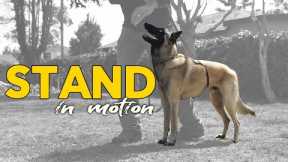 STAND in Motion - Dog Training and Obedience