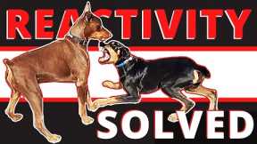 The Missing Link: Why Most Dog Trainers Cannot Fix Aggression.