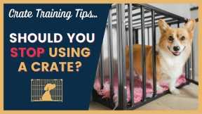 When To Stop Crate Training A Dog