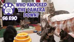 Who Knocked The Camera Down? | S6 E90 | Training Feral Cats And Kittens - Lucky Ferals Cat Videos