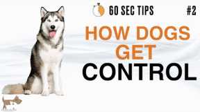 FIGURING OUT WHO IS IN CHARGE (DOG LANGUAGE) -  60 SEC Dog Training Tips # 2