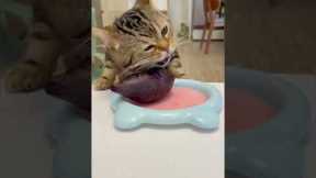 Best funny cat videos |funny cat videos| cute kittens #viral
