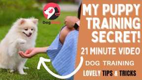 Dog Training, Lovely Tips and Tricks to Train Your Puppy