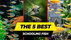 5 Best Schooling Fish For Freshwater Aquariums