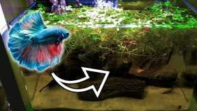 Healthy Blackwater Betta Fish Tank | You Suck At Fish Tanks