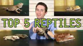 Top 5 Reptiles For Beginners