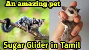 SUGAR GLIDER | Exotic Pet | How to Train and Grow? | Pets Formula - Tamil