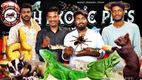 Exotic Pets, Ball Python, Iguana, Hedgehog, Crabs, 10 Exotic Animals |  EXOTIC PETS PART 1-Hyderabad