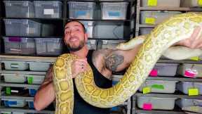 What are the Best Pet Snakes?!?