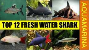 Top 12 fresh water shark for fish tank aquarium | Fresh water shark varieties || Aqumarina