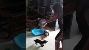 Labrador puppy learning cute tricks
