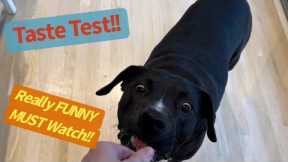 DOG Treat Taste Testing! Funny Tricks Too! #dog #funnydogs #doglover