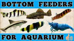 10 Best Bottom Feeders for Freshwater Aquarium || Tank Cleaner Freshwater Fish || Expert Aquarist