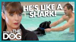 Canine ‘Jaws’ Attacks and Bites Swimmers! | It's Me or The Dog