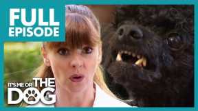 Agressive Toy Poodle Hates Men | Full Episode USA