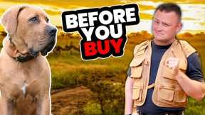 Is the SOUTH AFRICAN BOERBOEL Right for You?