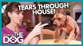 OUT OF CONTROL Dog Tears Through House | It's Me or The Dog