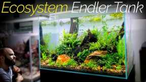 Ecosystem Endler Guppy Aquarium (Aquascape Tutorial)