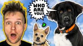 Can THIS expert Dog Trainer help these random dogs?