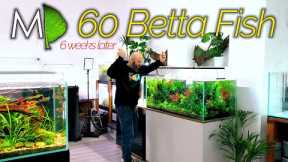 The Perfect Tank Doesn't Exi... 60 Betta Fish Aquarium | MD FISH TANKS