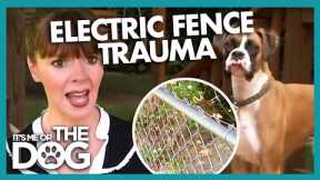 Electric Fence Leaves Dog Traumatised | It's Me or The Dog