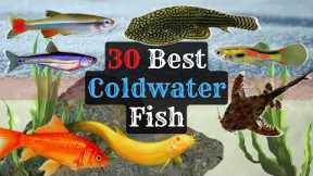 Coldwater Aquarium Fish: 30 Species to Consider