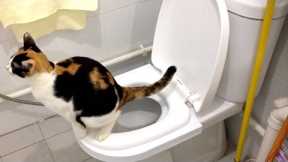[Step by Step] Cat Toilet Training