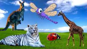 Beautiful exotic animals: giraffe, white tiger, kangaroo Animal Sounds