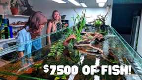 Adding $7500 worth of fish into a Sloped River Tank!