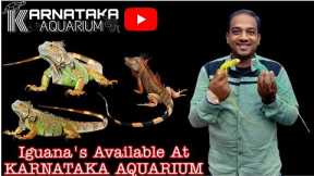 Iguana Available At KARNATAKA AQUARIUM | Exotic Pets #india #iguana #reptile