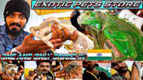 Exotic pet store in chennai flowerhorn association fish show ball python | blue iguana | corn snake