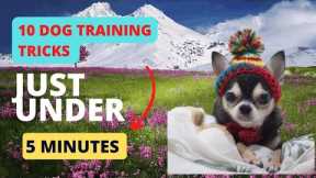10 Dog training tricks just under 5 minutes #dogtraining #puppytraining #labradortraining