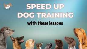 10 dog training lessons you can do on EVERY WALK